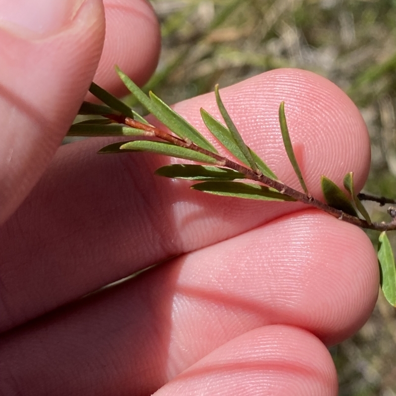 Pimelea linifolia subsp. linoides