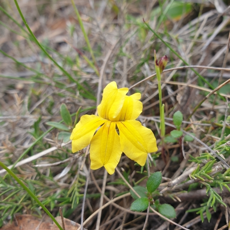 Goodenia lanata