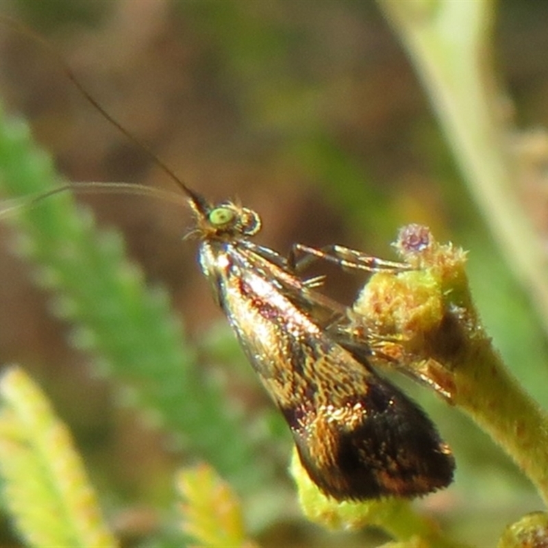 Nemophora panaeola