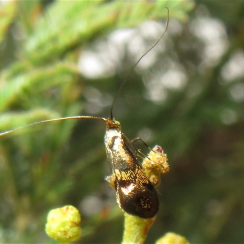 Nemophora panaeola