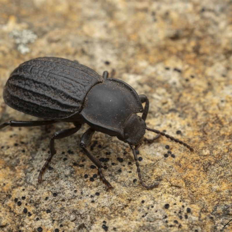 Byallius sp. (genus)