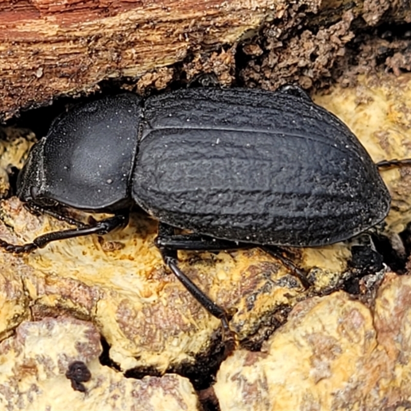 Byallius sp. (genus)