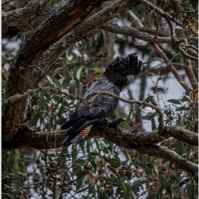 Calyptorhynchus banksii graptogyne