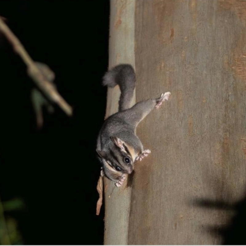 Gymnobelideus leadbeateri