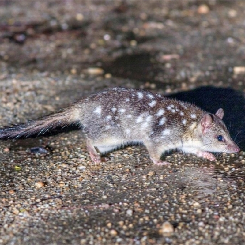 Dasyurus hallucatus