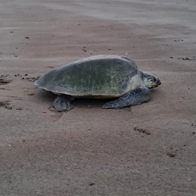 Lepidochelys olivacea