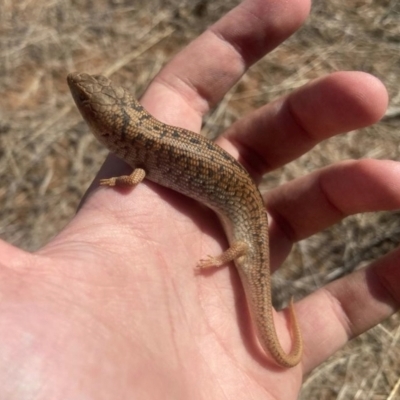 Tiliqua adelaidensis