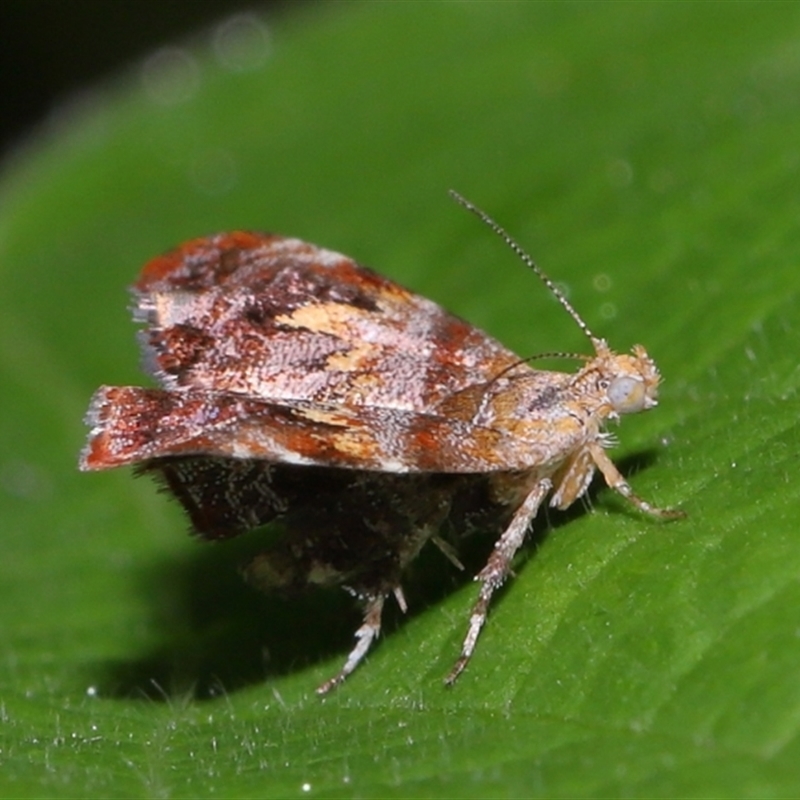 Choreutis emplecta