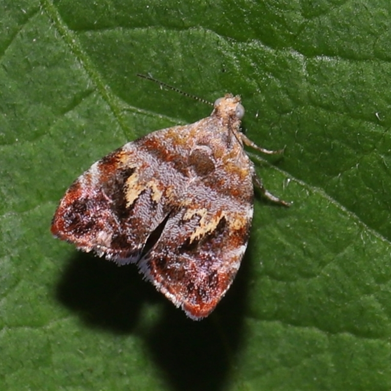 Choreutis emplecta