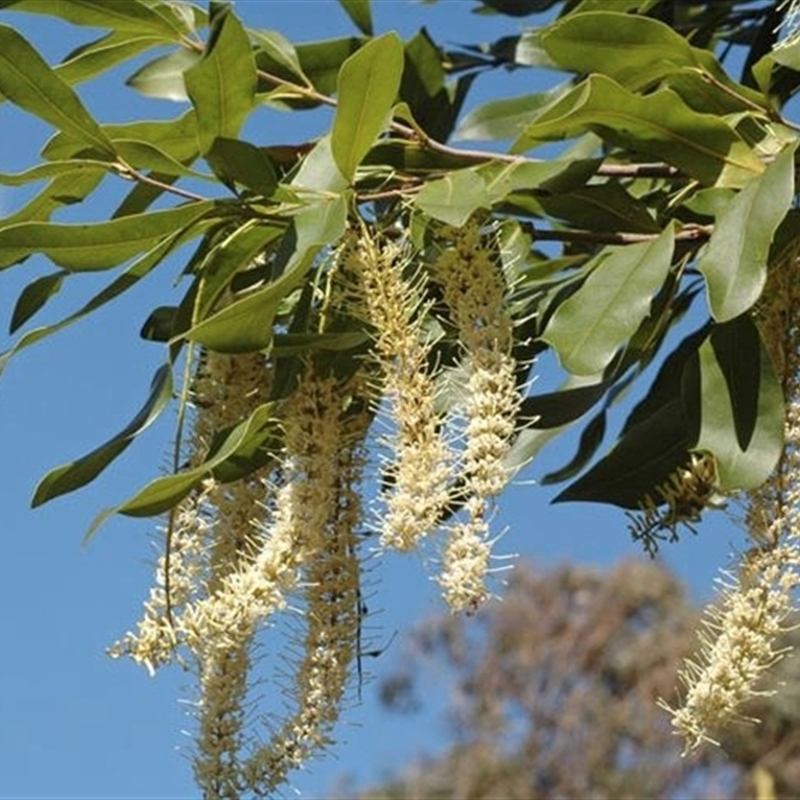 Macadamia jansenii