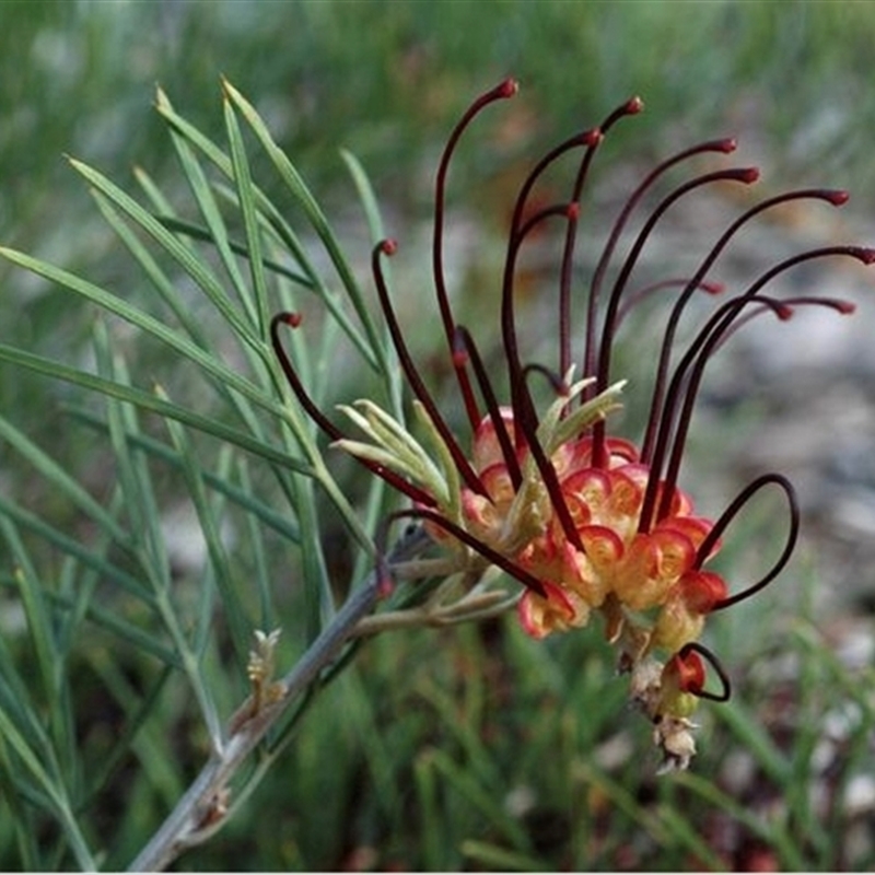 Grevillea calliantha