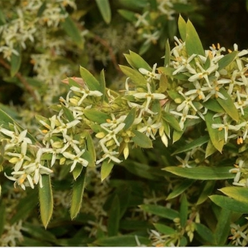 Pimelea cremnophila