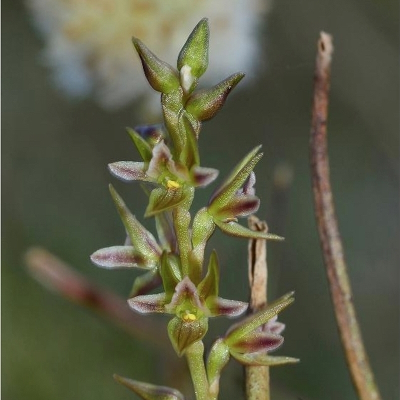 Prasophyllum taphanyx