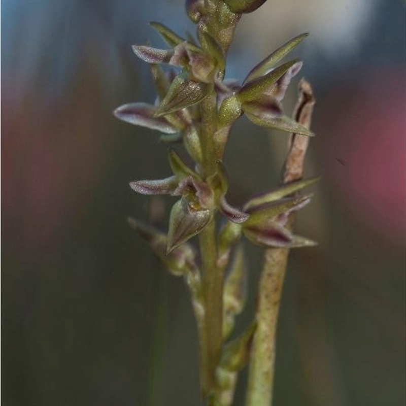 Prasophyllum taphanyx