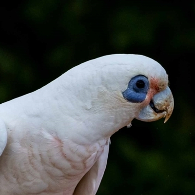 Cacatua sanguinea