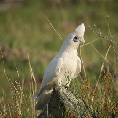 Cacatua sanguinea