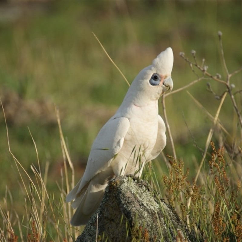 Cacatua sanguinea