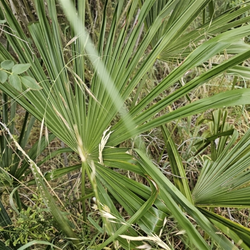 Washingtonia filifera