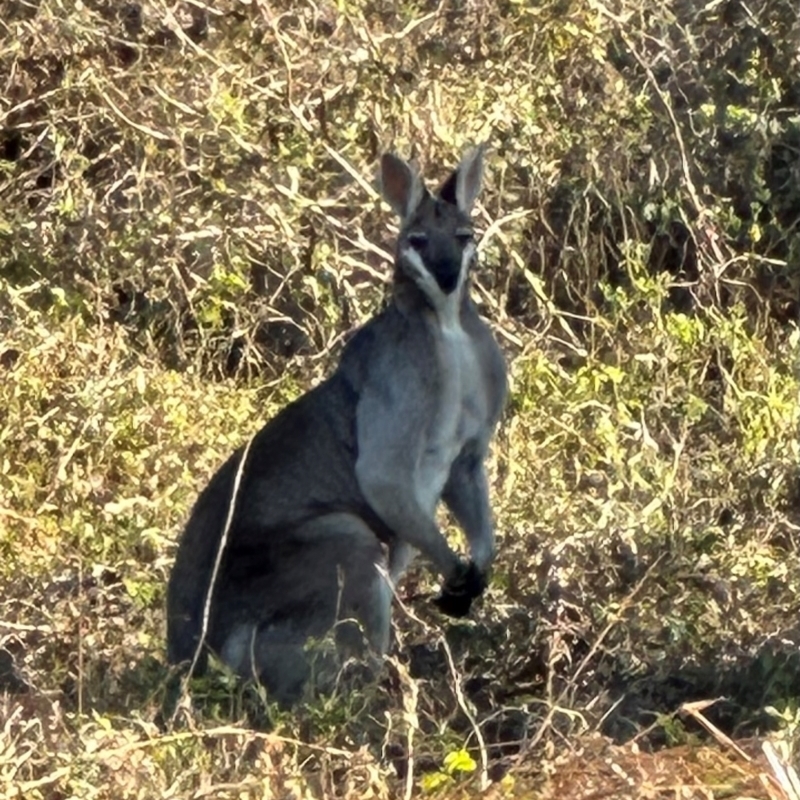 Macropus parryi