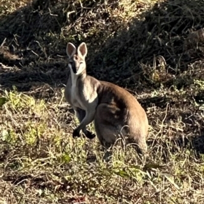 Macropus parryi