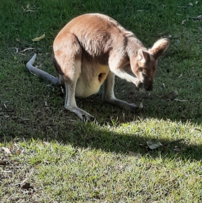 Macropus parryi