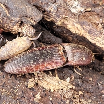 Monocrepidus submarmoratus