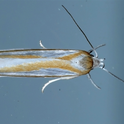 Xylorycta parabolella