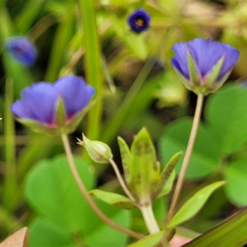 Lysimachia loeflingii