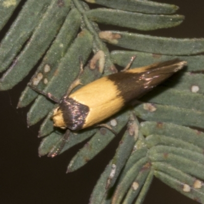 Antipterna euanthes
