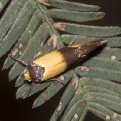 Antipterna euanthes