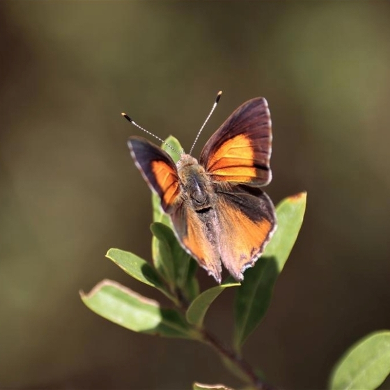 Paralucia pyrodiscus lucida