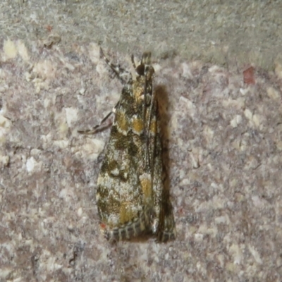 Scoparia gethosyna