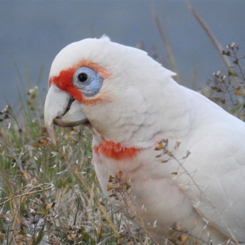 Cacatua tenuirostris