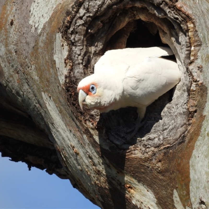 Cacatua tenuirostris