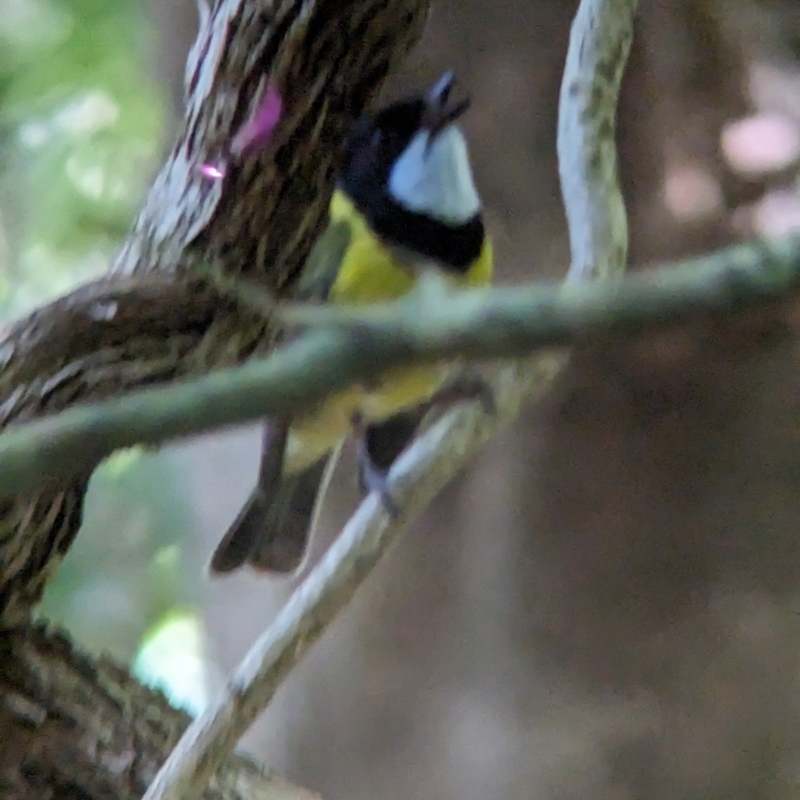 Pachycephala pectoralis contempta