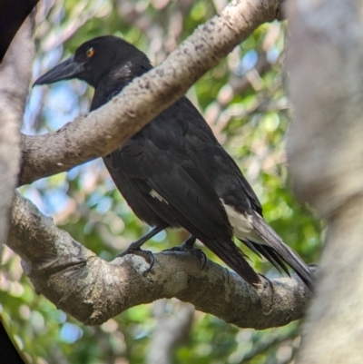 Strepera graculina crissalis