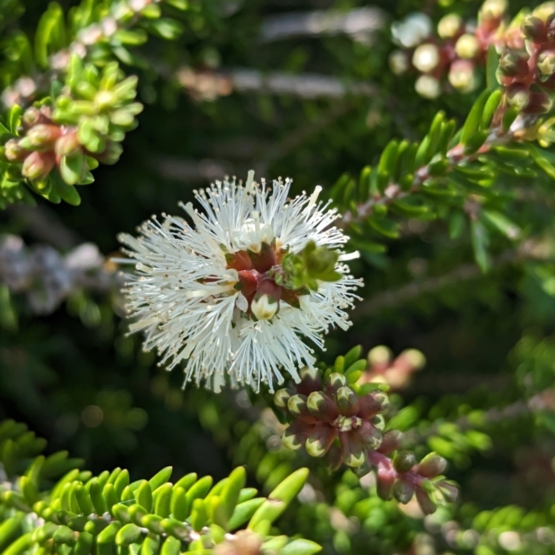 Melaleuca howeana