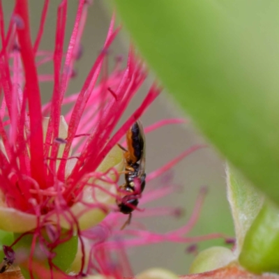 Euryglossina (Euryglossina) sp. (genus & subgenus)