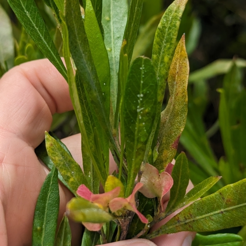 Dodonaea viscosa subsp. burmanniana