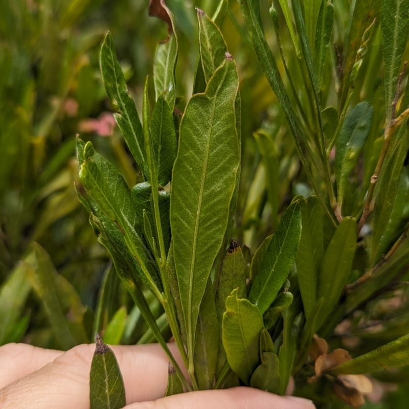 Dodonaea viscosa subsp. burmanniana