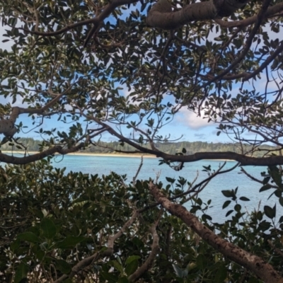 Ficus macrophylla f. columnaris