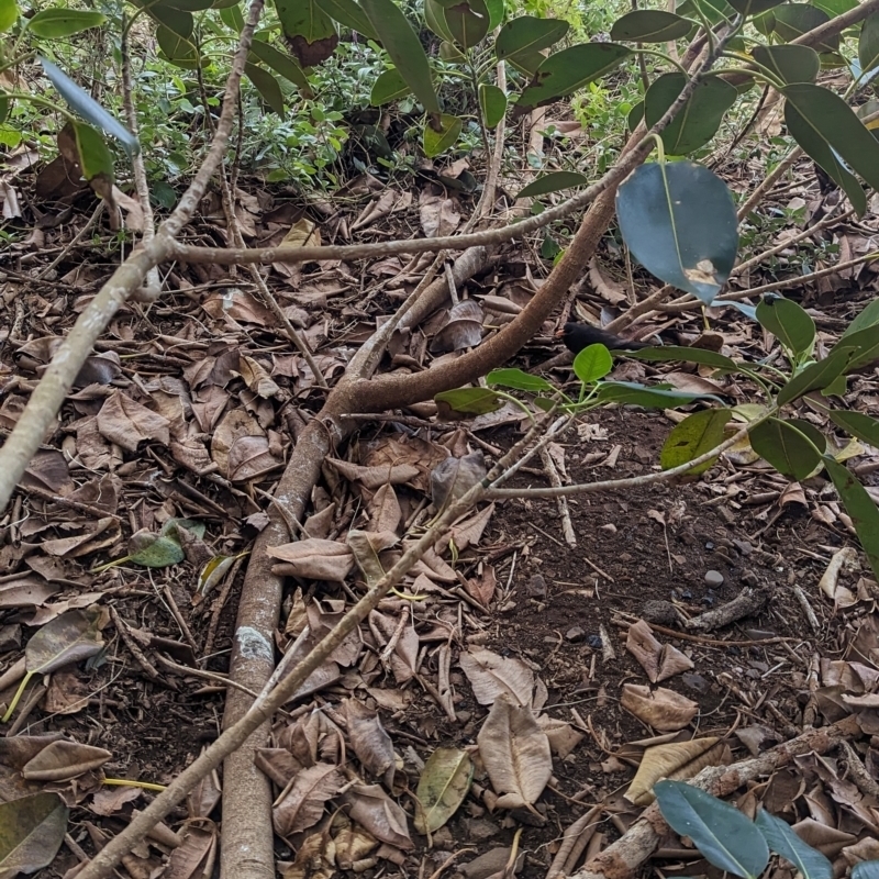 Ficus macrophylla f. columnaris