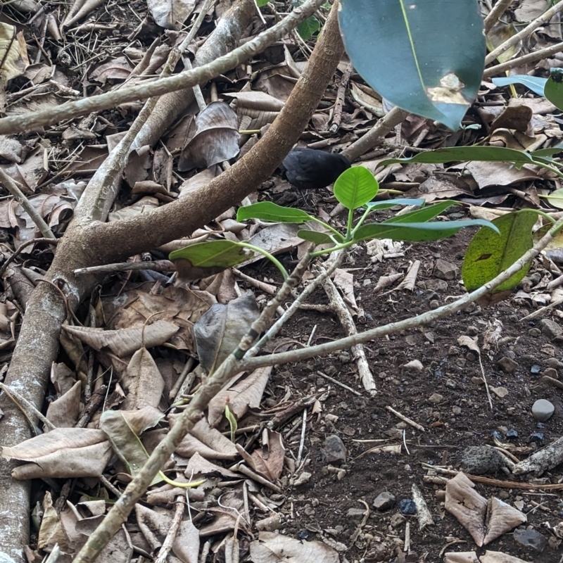 Ficus macrophylla f. columnaris