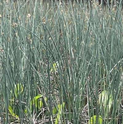 Sagittaria calycina