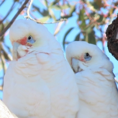 Cacatua tenuirostris X sanguinea