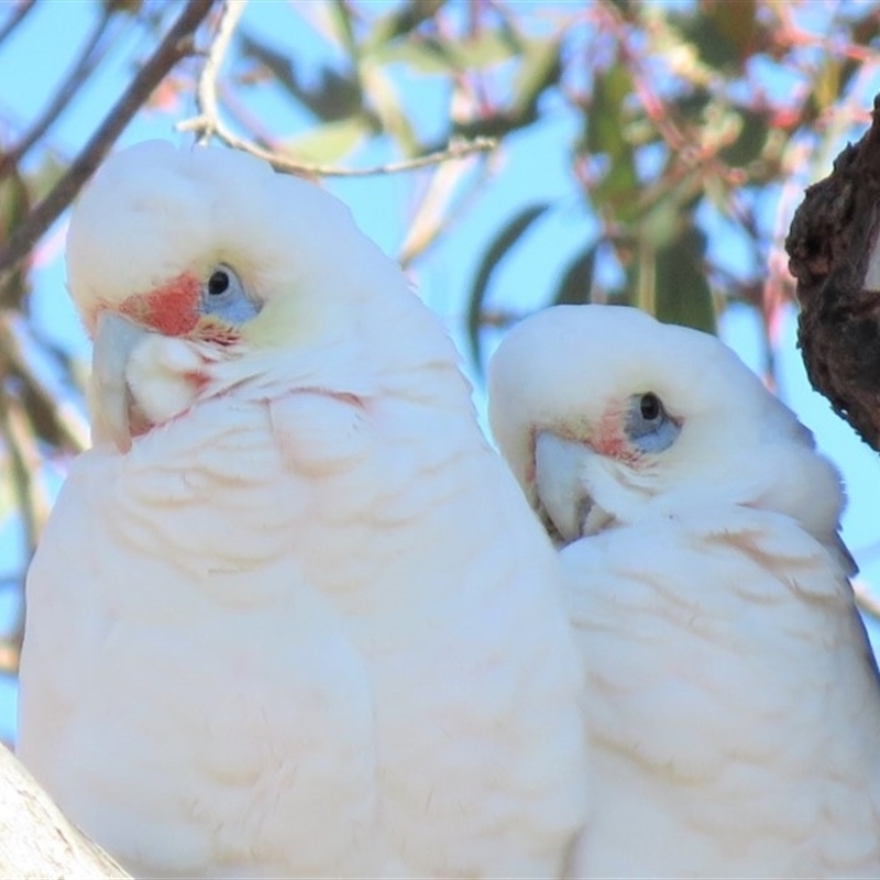 Cacatua tenuirostris X sanguinea