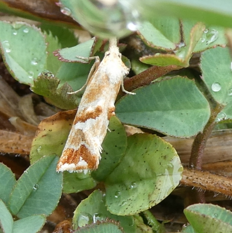 Heliocosma incongruana