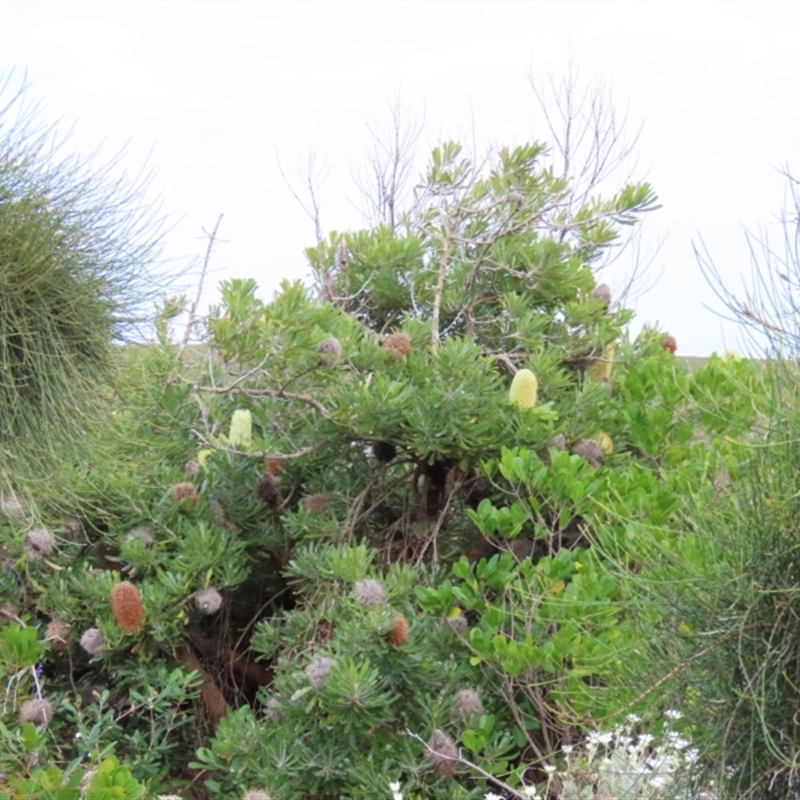 Banksia aemula