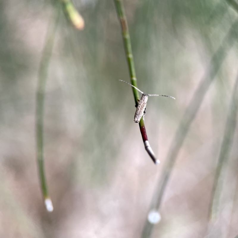 Zorilispe albosetosa