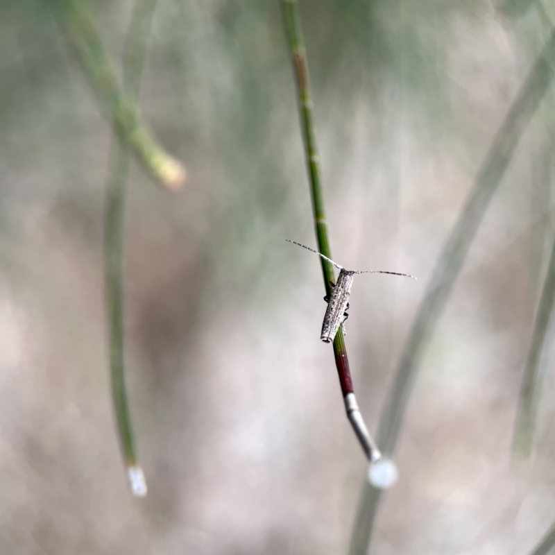 Zorilispe albosetosa